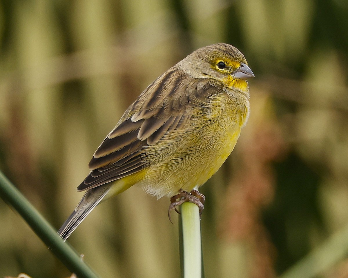 Grassland Yellow-Finch - ML642193736