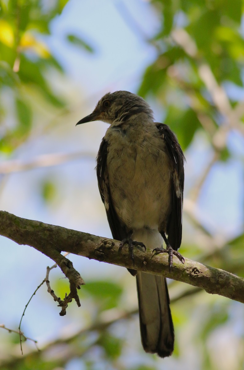 Northern Mockingbird - ML642193746
