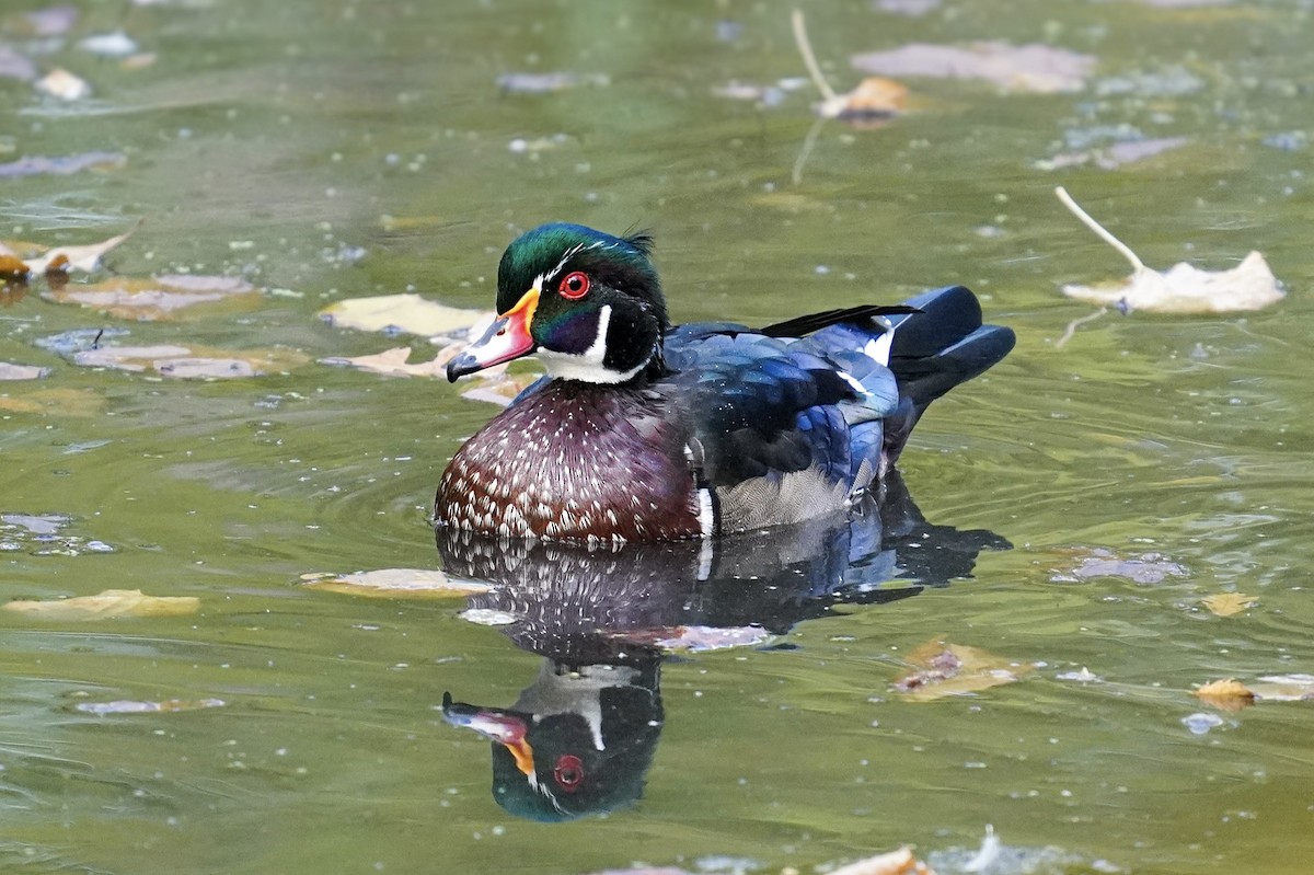Wood Duck - ML642193758