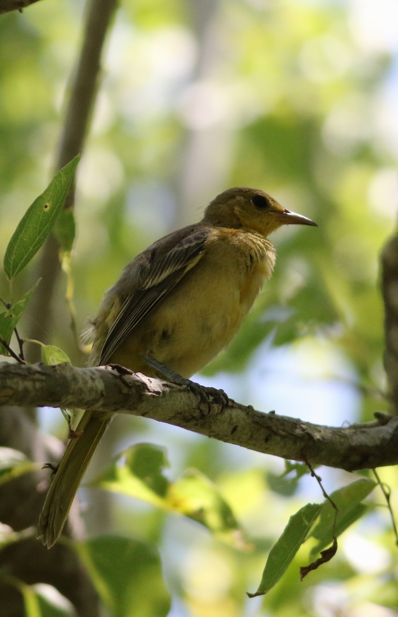 Hooded Oriole - ML642193760