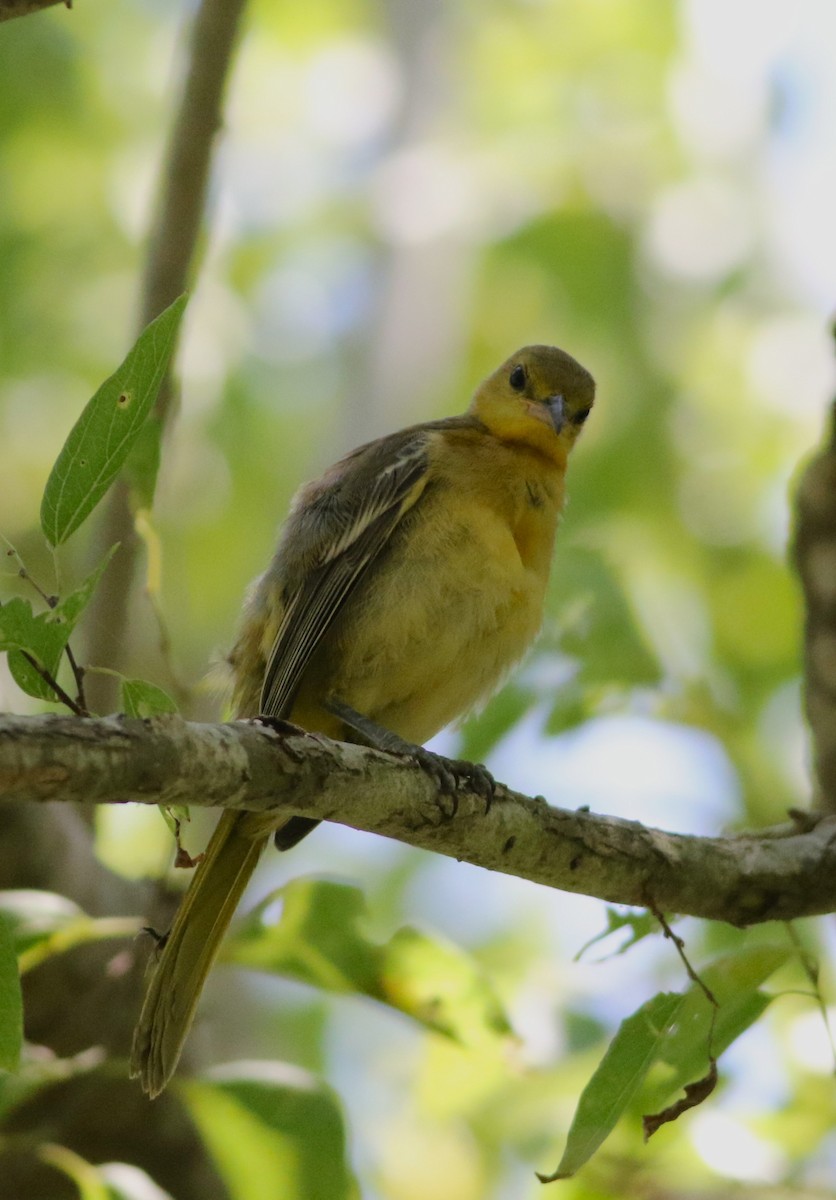 Hooded Oriole - ML642193761