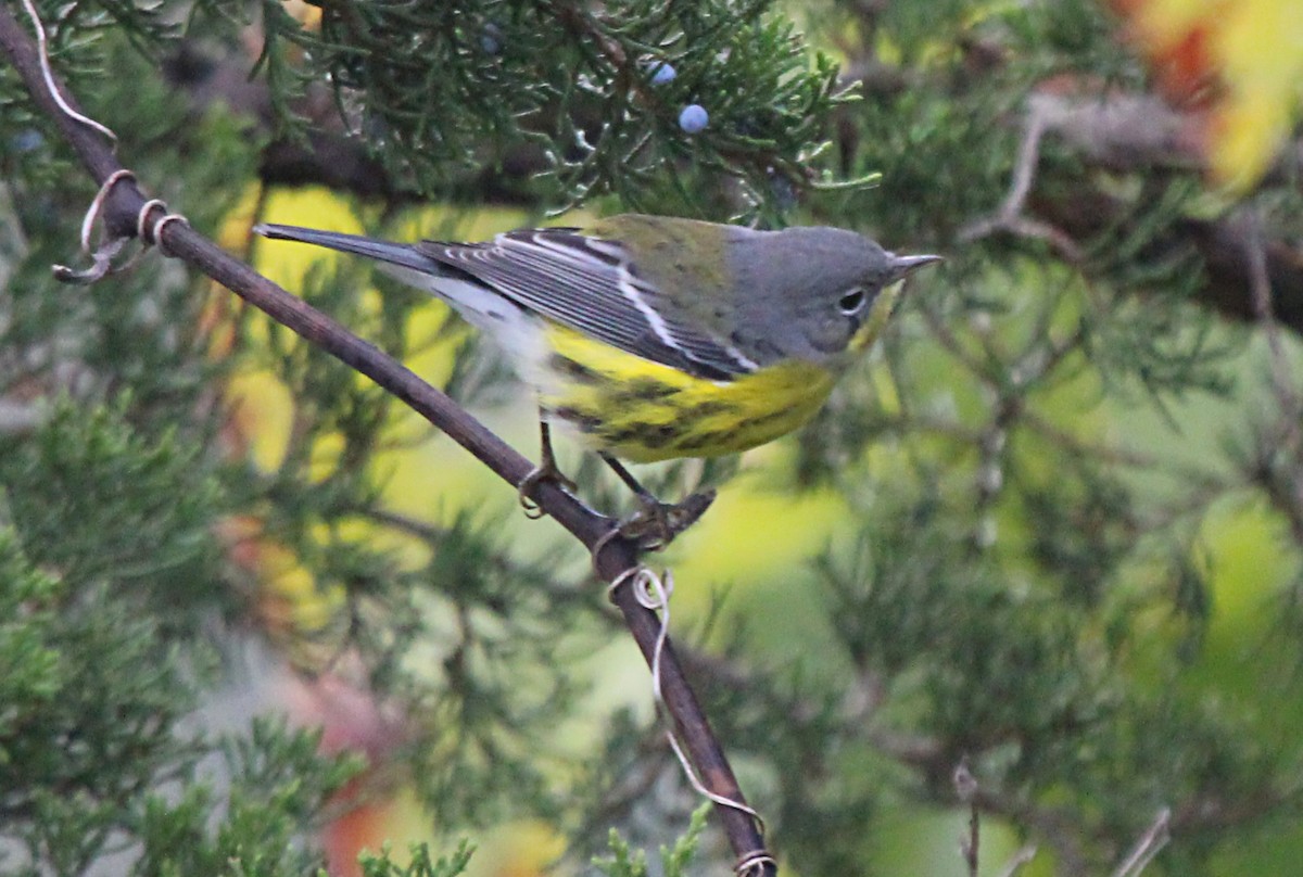 Magnolia Warbler - ML642193763