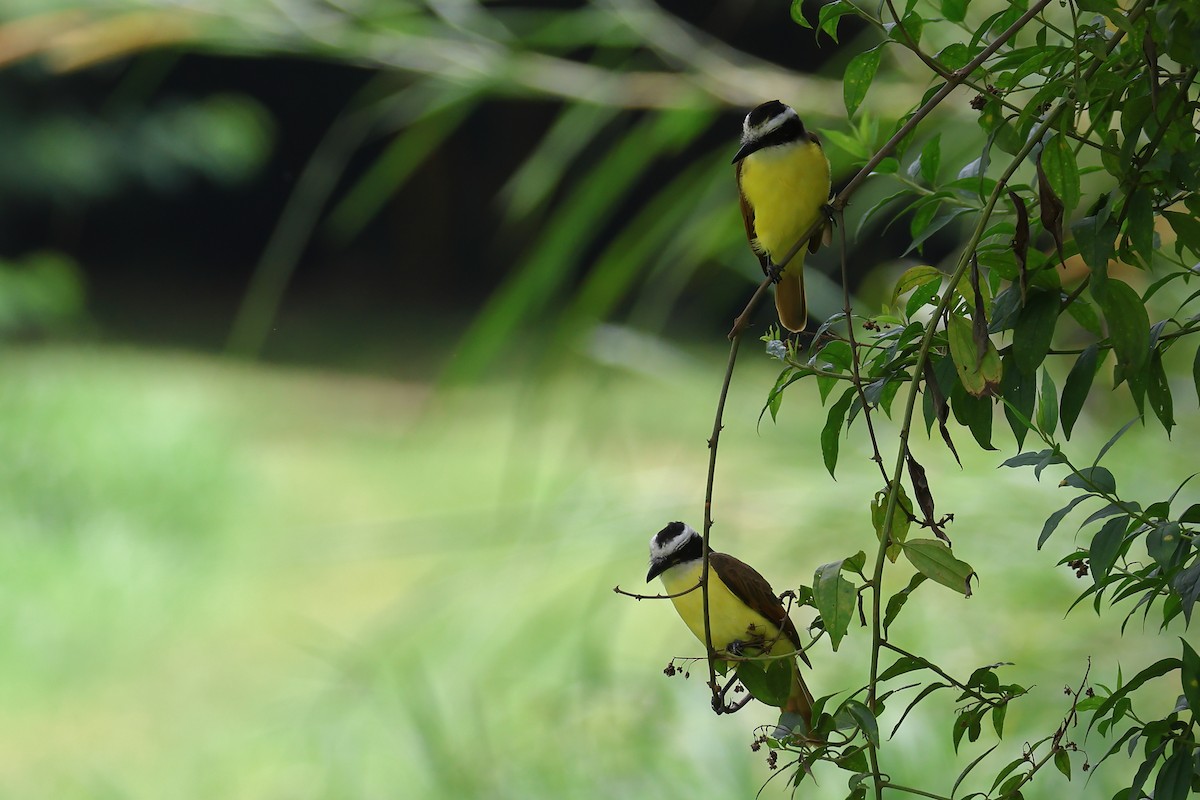 Great Kiskadee - ML642193767