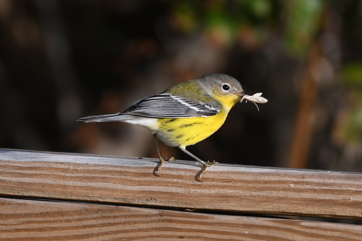 Magnolia Warbler - ML642193770