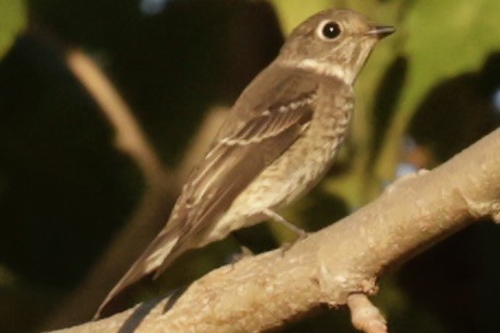 Dark-sided Flycatcher - ML642193807