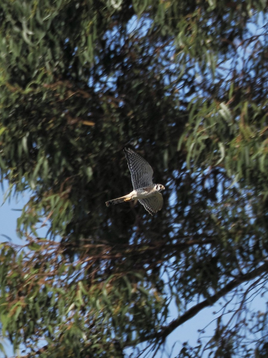 American Kestrel - ML642193813