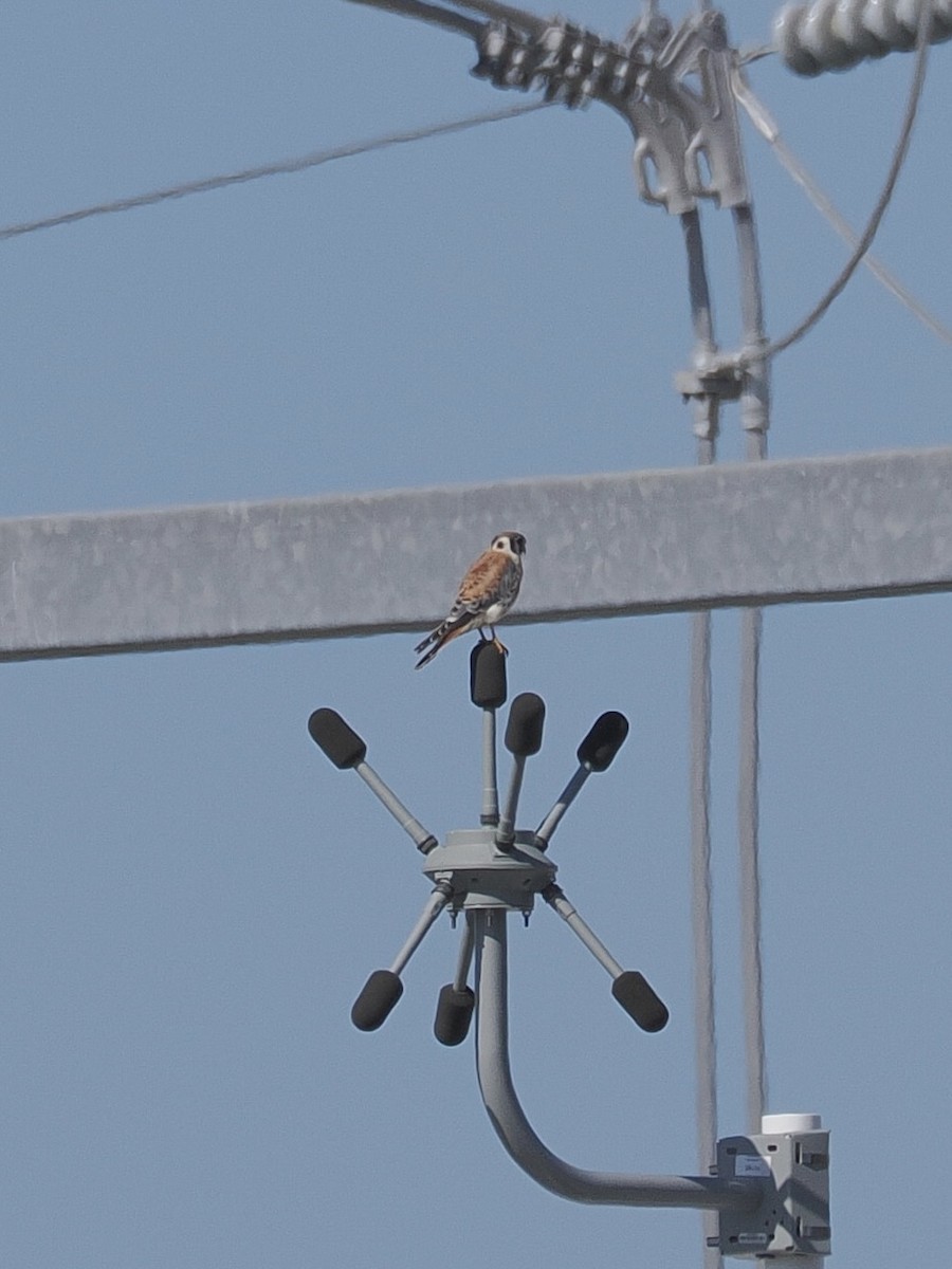 American Kestrel - ML642193814