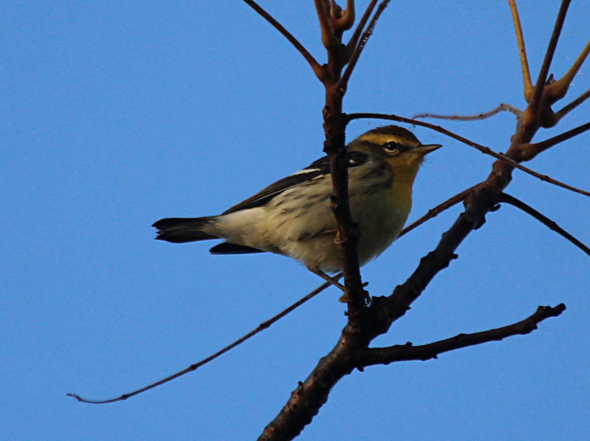 Blackburnian Warbler - ML642193821