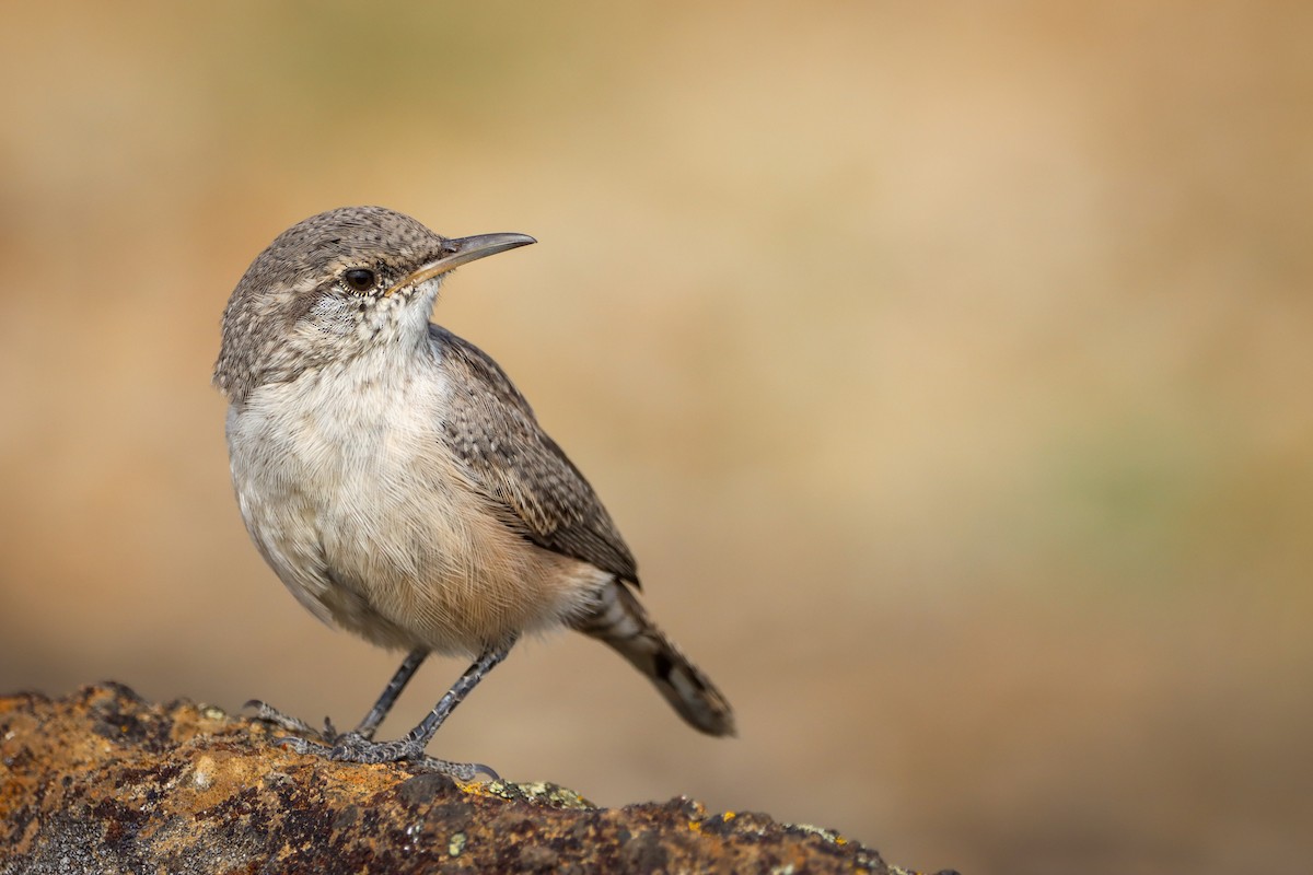 střízlík skalní - ML642193827