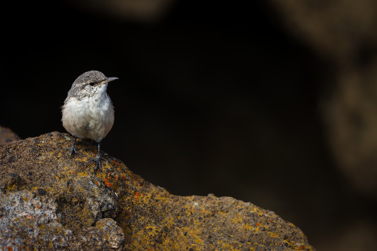 střízlík skalní - ML642193828