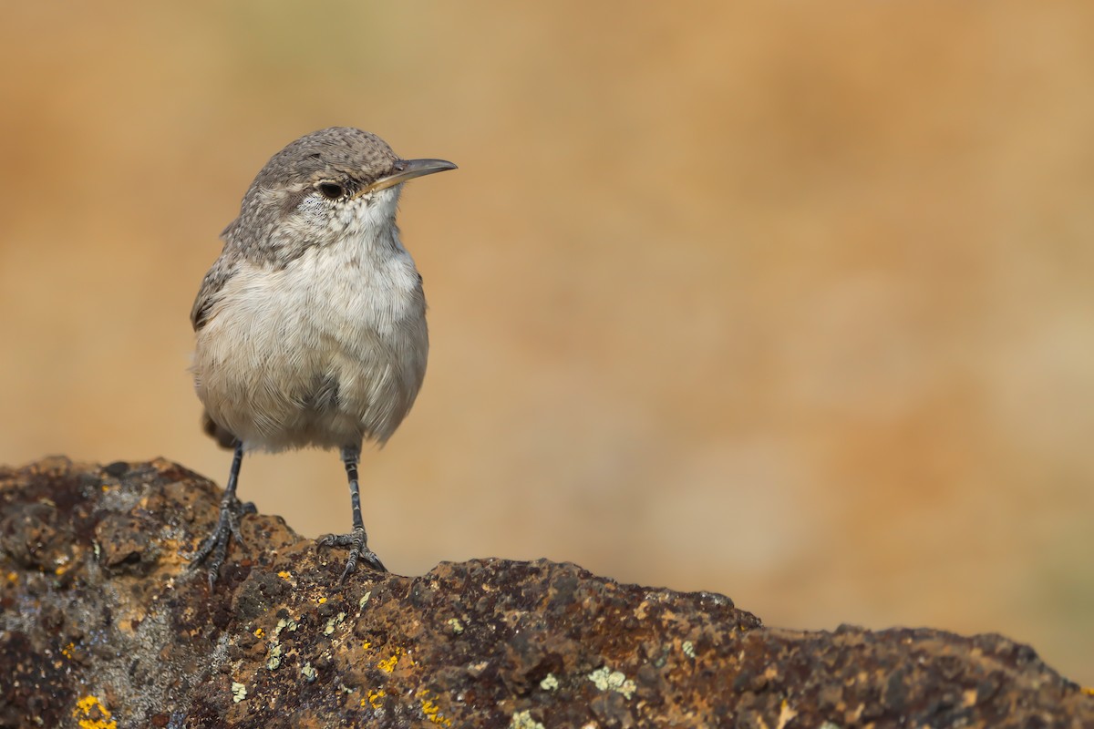 střízlík skalní - ML642193829