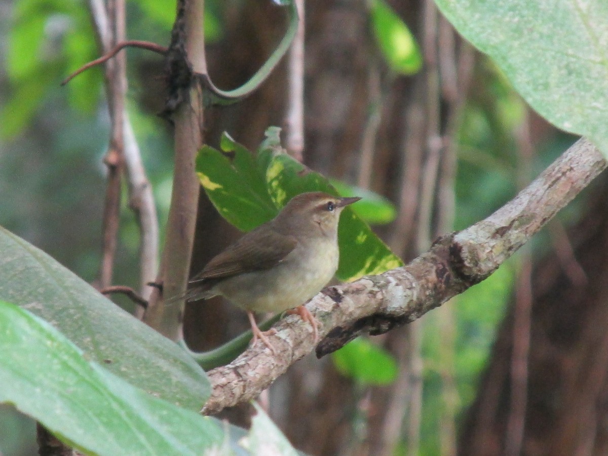 Swainson's Warbler - ML642193846