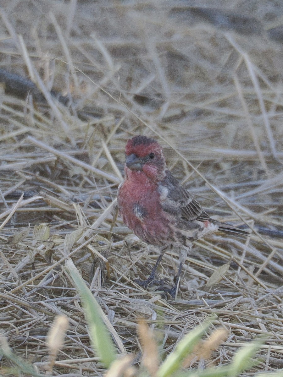 House Finch - ML642193848