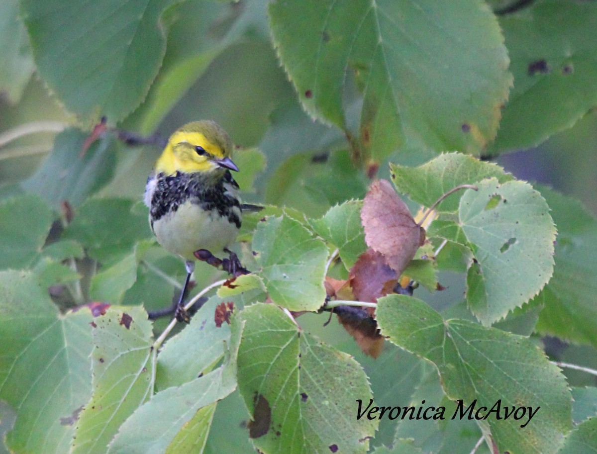 Black-throated Green Warbler - ML642193851