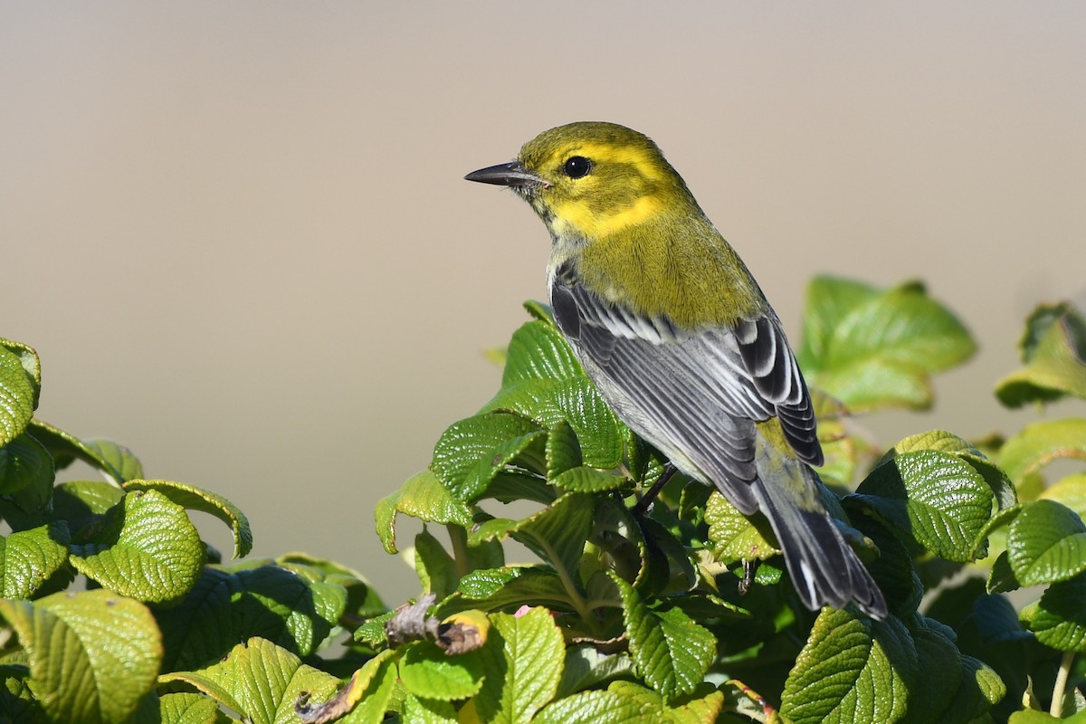 Black-throated Green Warbler - ML642193852