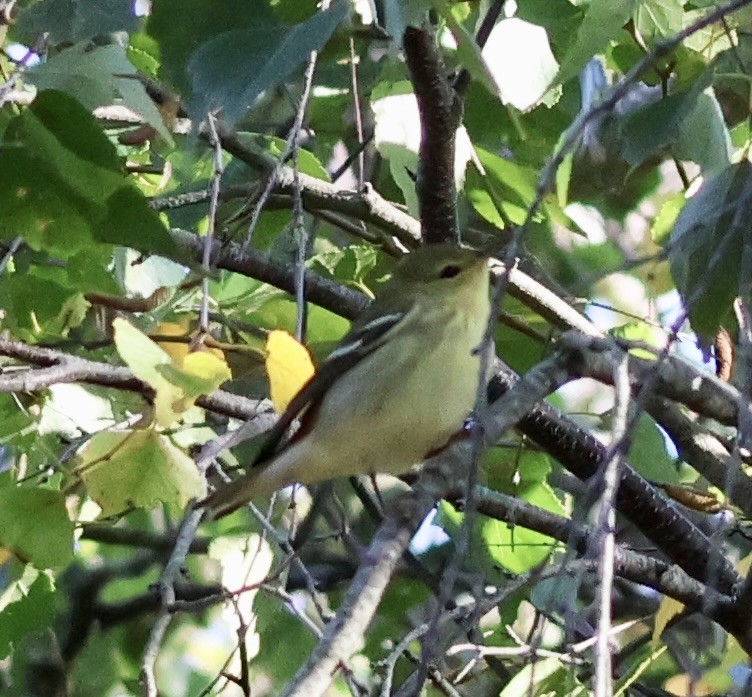 svarthetteparula - ML642193853