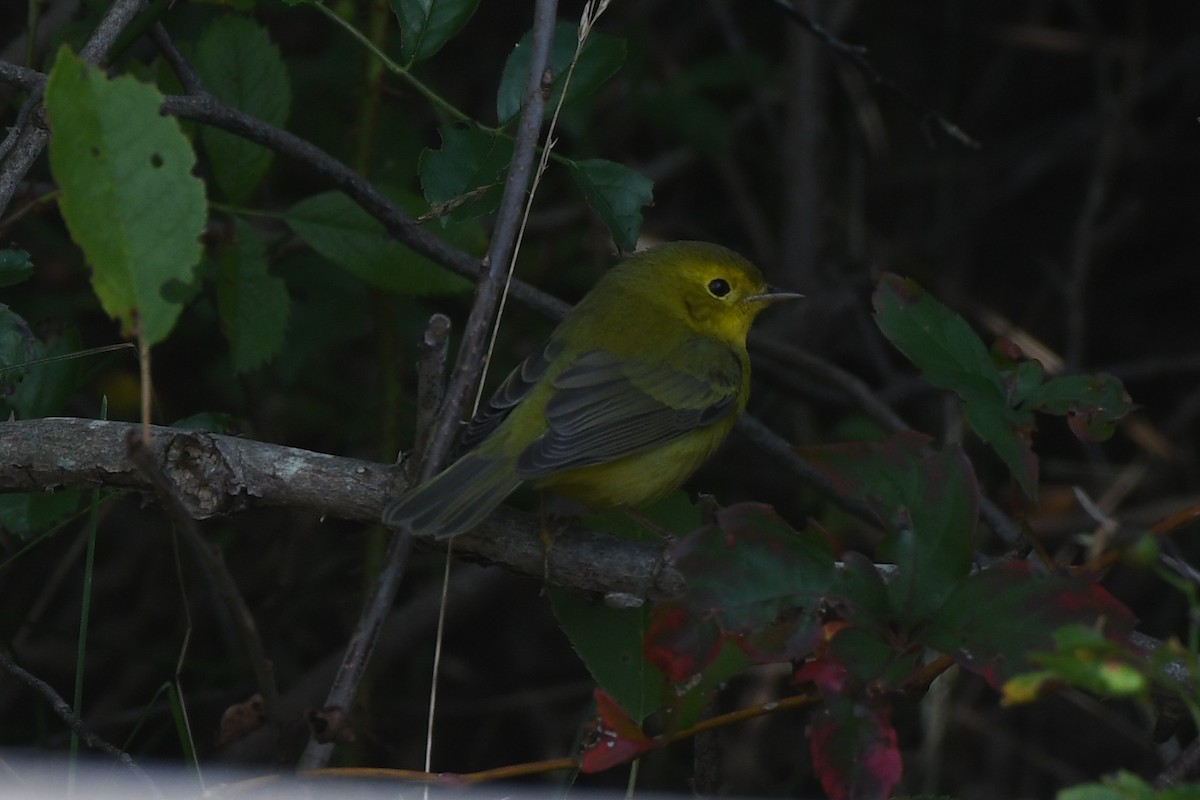 kalottparula - ML642193862