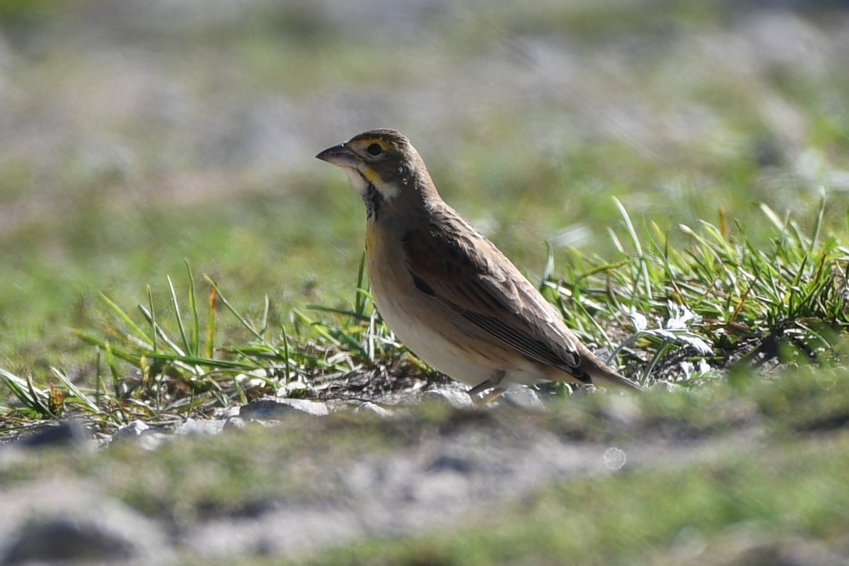 Dickcissel - ML642193870