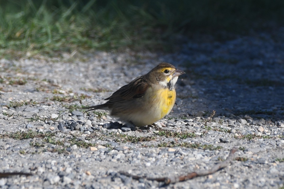 Dickcissel - ML642193871