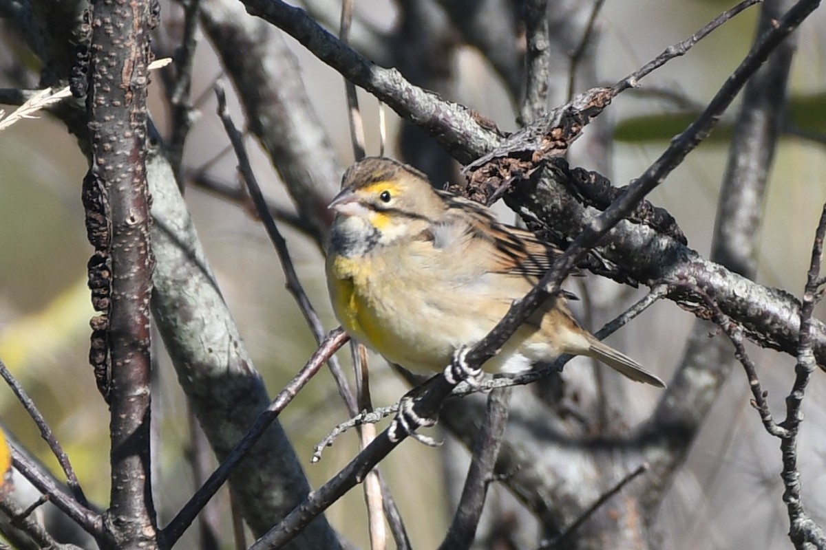Dickcissel - ML642193872