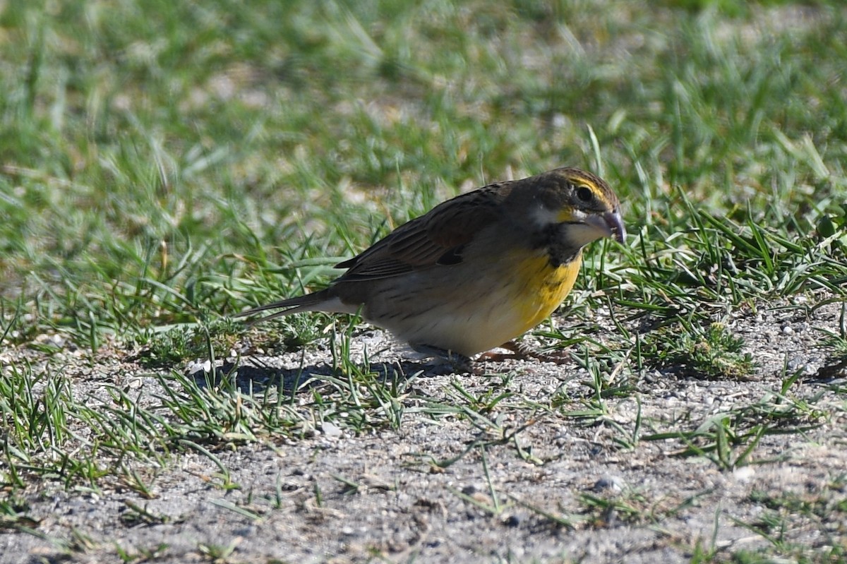 Dickcissel - ML642193873