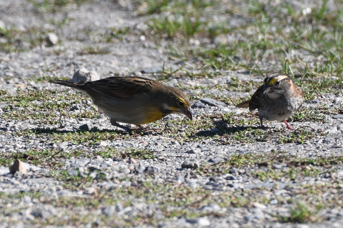 Dickcissel - ML642193874