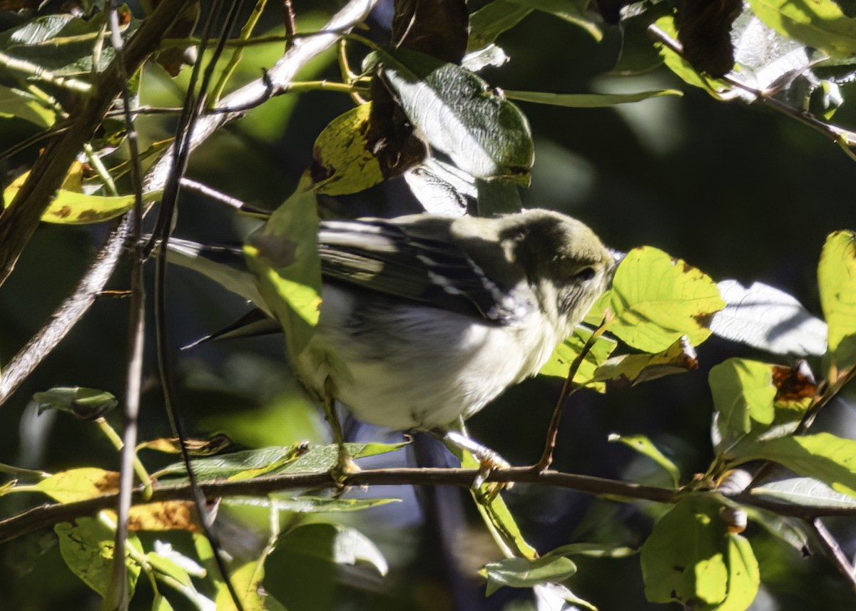 svarthetteparula - ML642193876