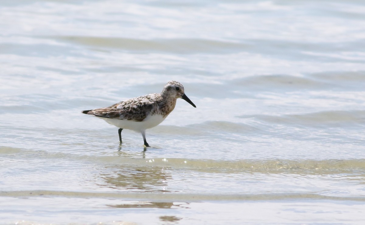 Sanderling - ML642193894