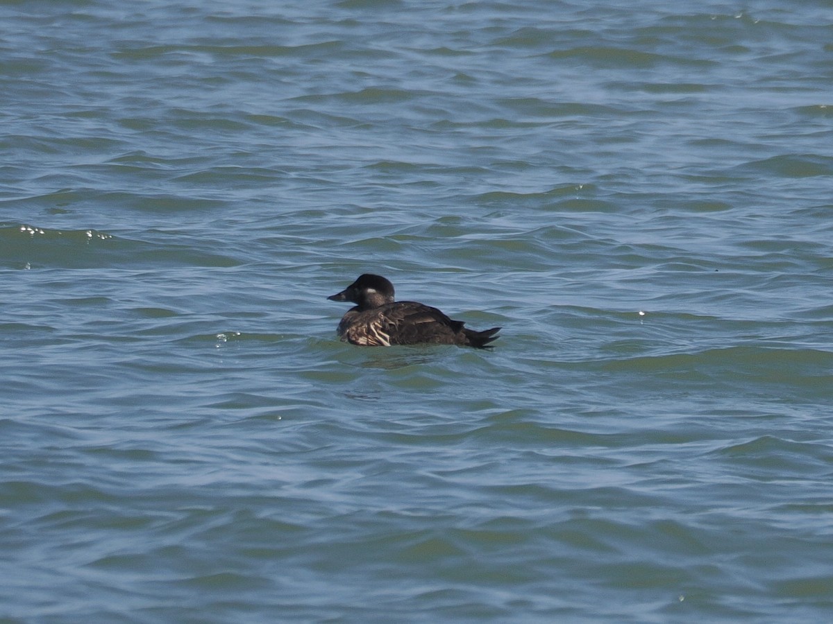 Surf Scoter - ML642193898