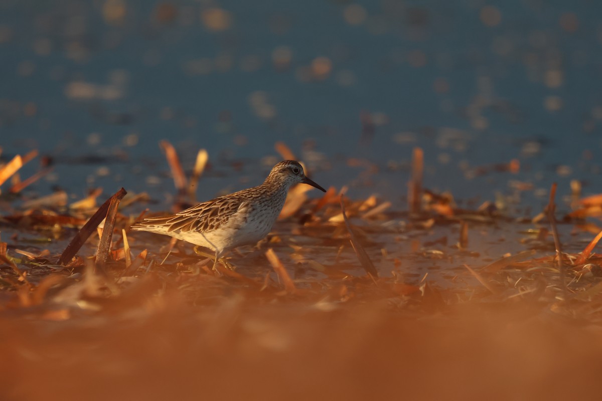 Sharp-tailed Sandpiper - ML642193901
