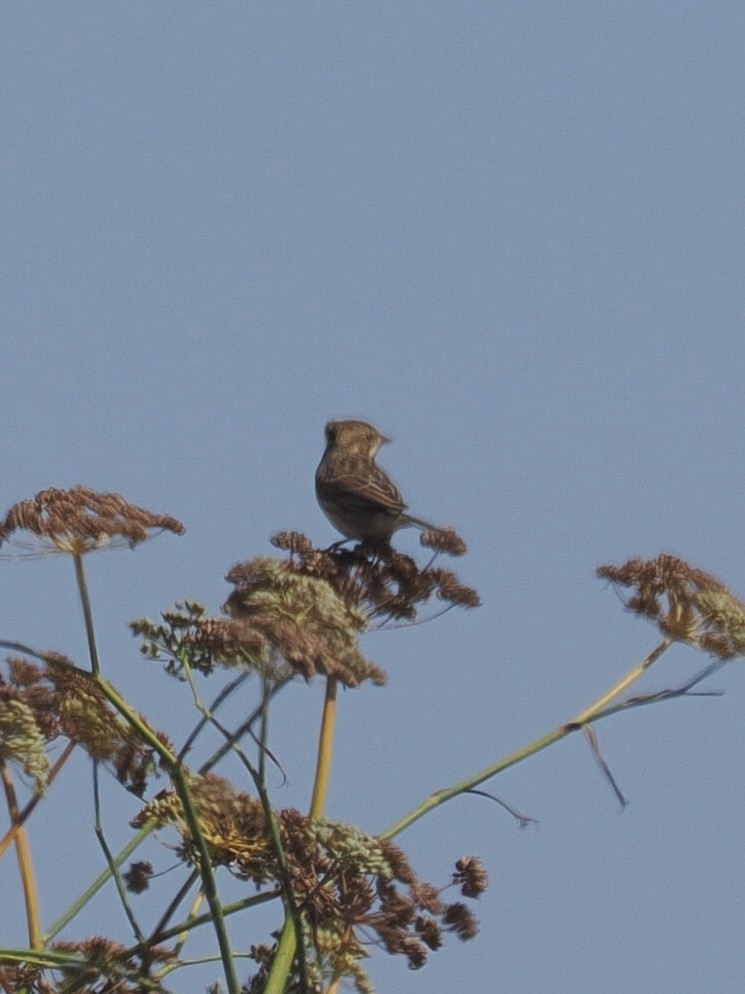 Savannah Sparrow - ML642193947