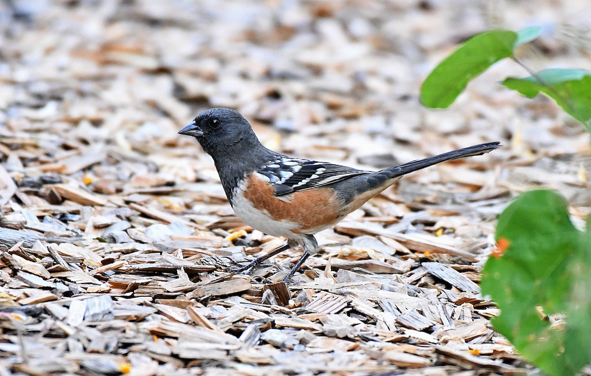 Spotted Towhee - ML642193951