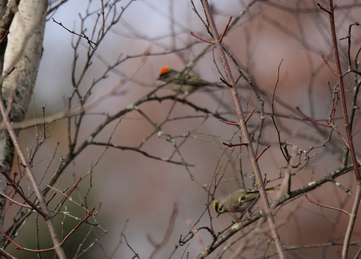 Ruby-crowned Kinglet - ML642193953