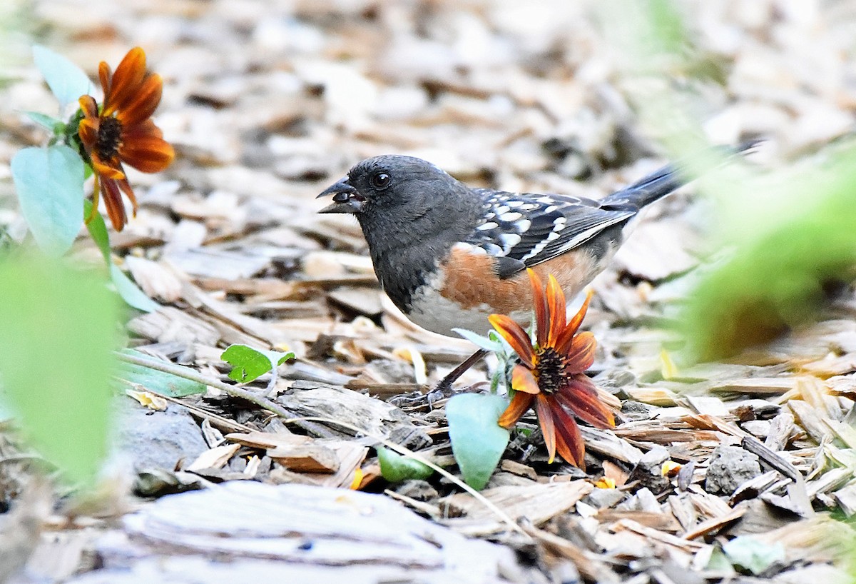 Spotted Towhee - ML642193957