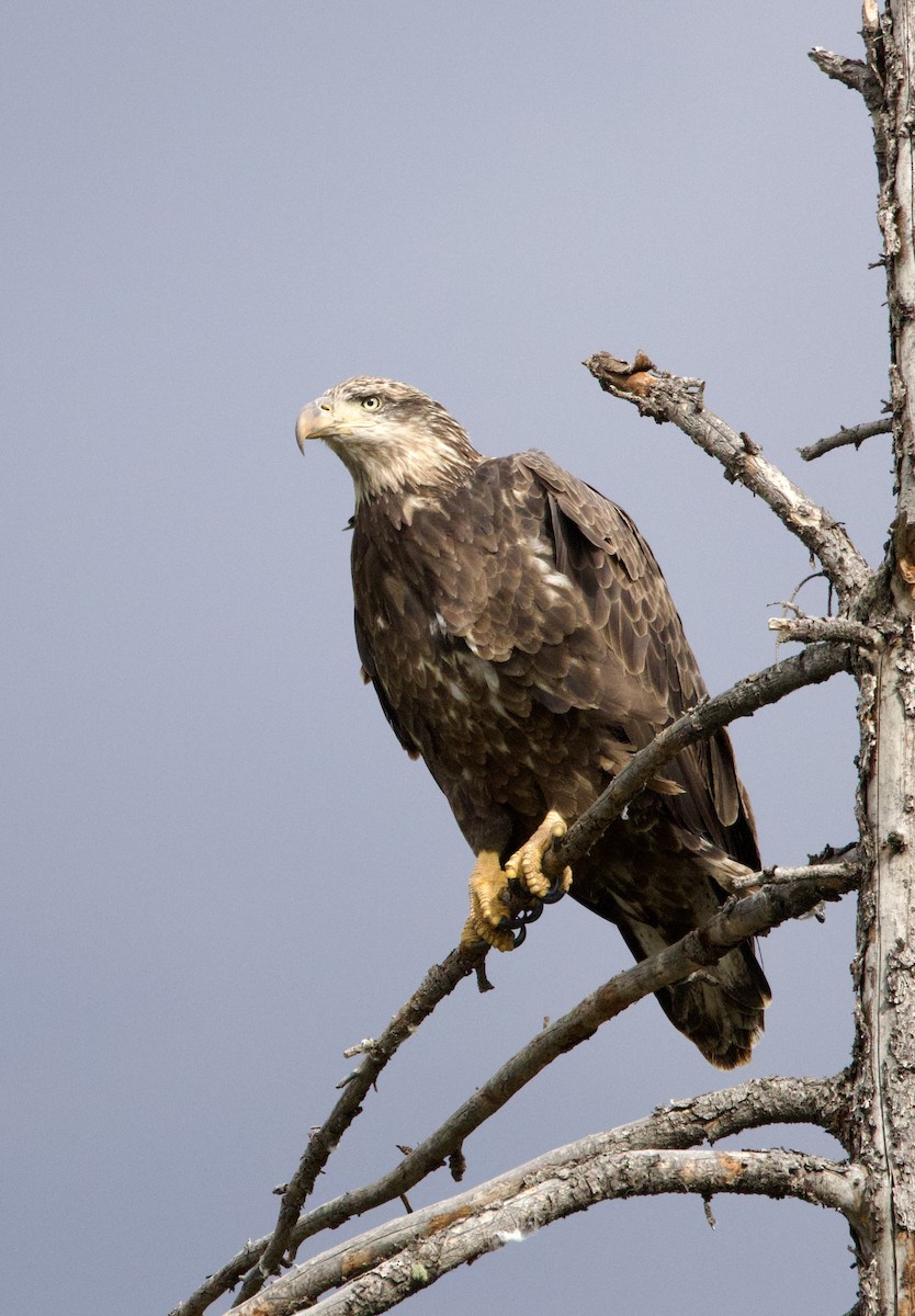 Bald Eagle - ML642193959
