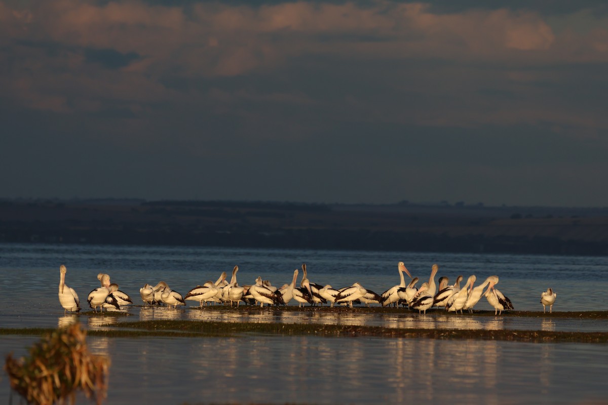 Australian Pelican - ML642193963