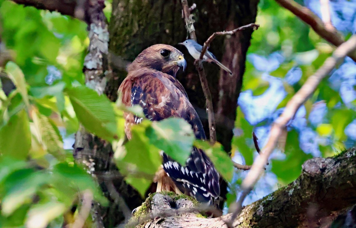 Red-shouldered Hawk - ML642193990