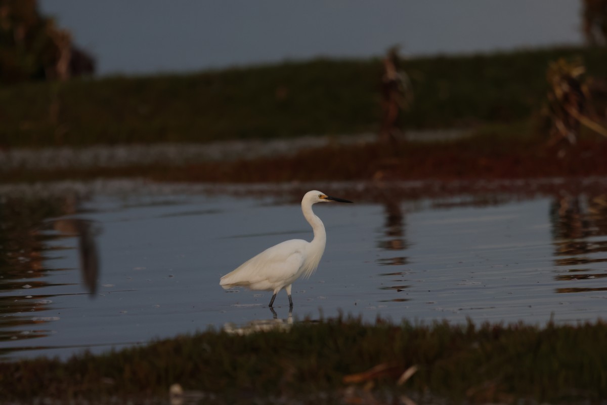 Little Egret - ML642193992