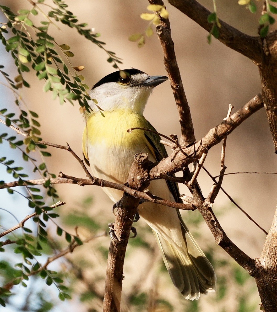 Green-backed Becard - ML642193998