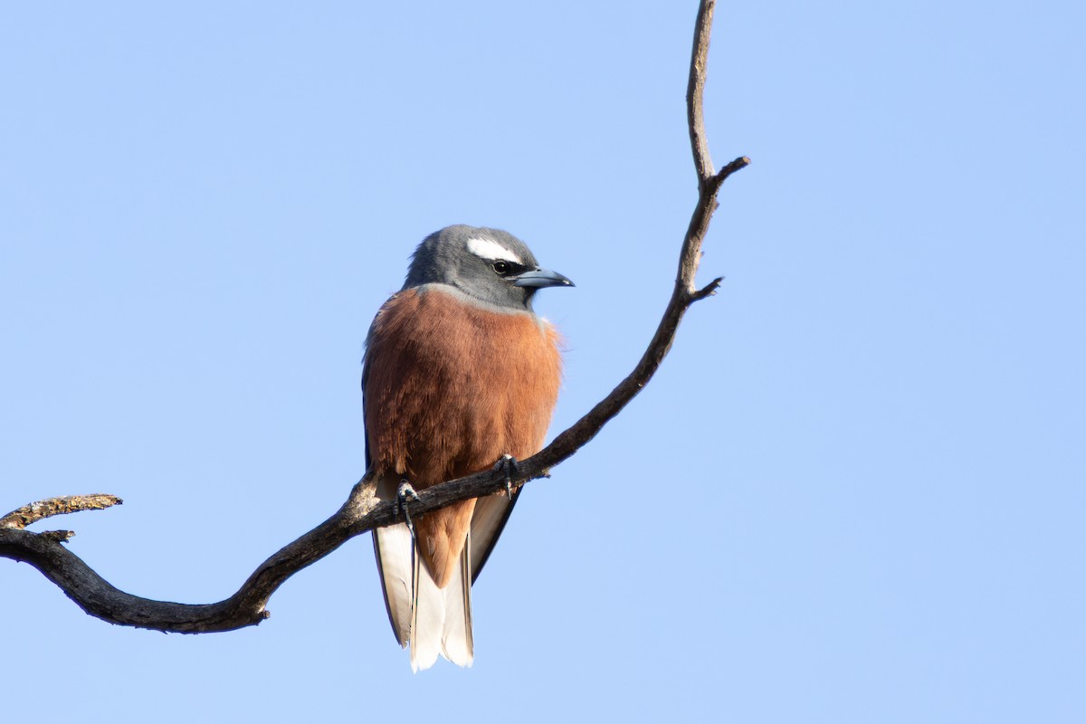 White-browed Woodswallow - ML642194005