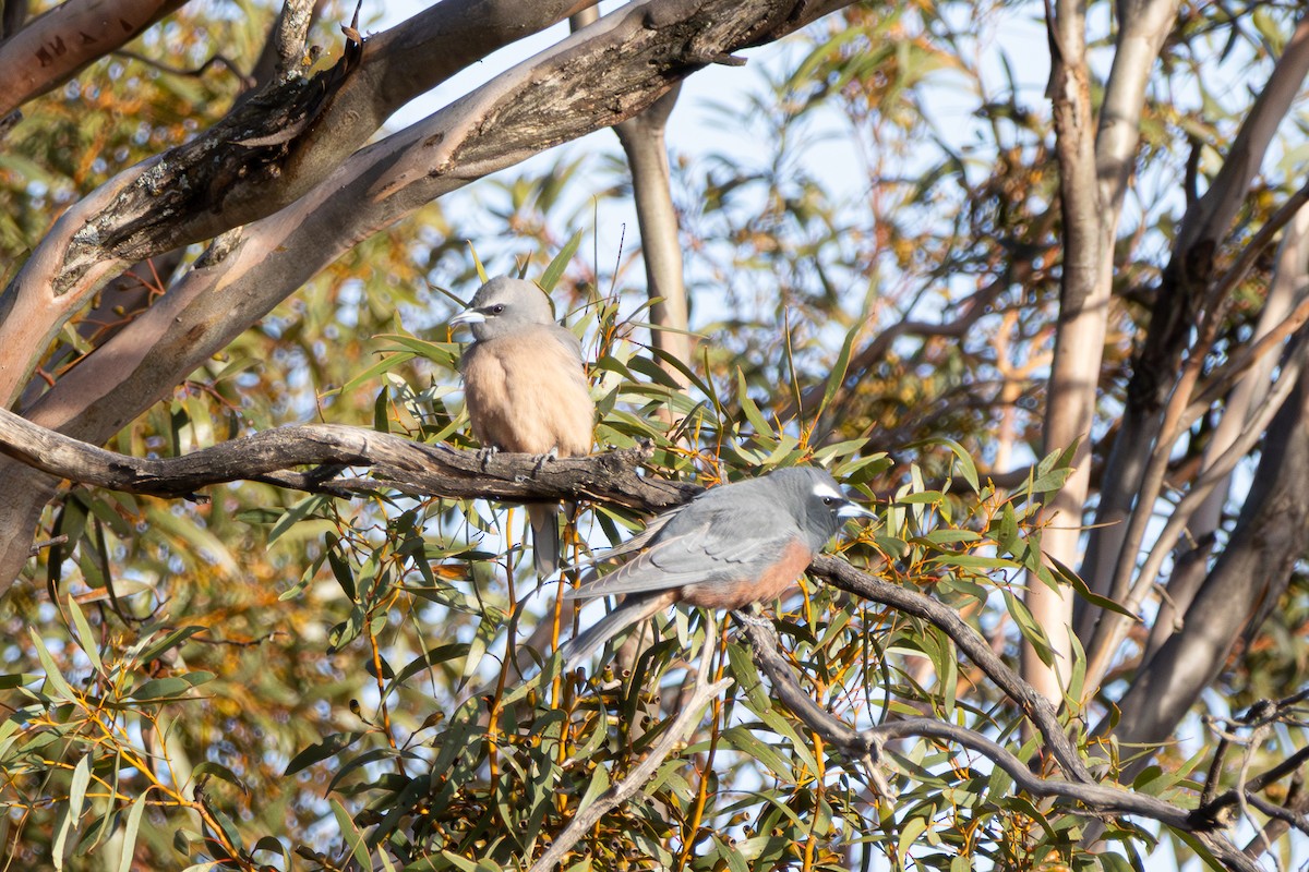 White-browed Woodswallow - ML642194006
