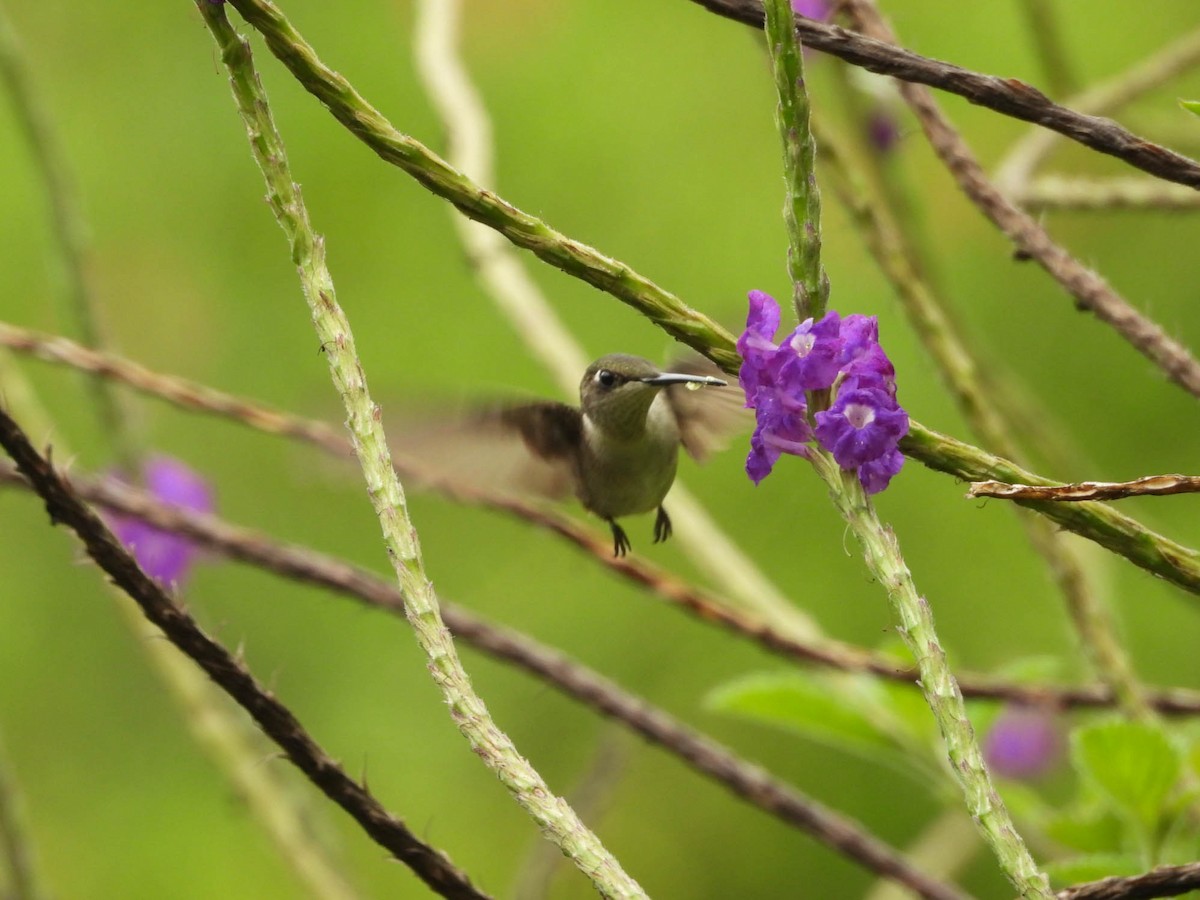 Ruby-throated Hummingbird - ML642194012