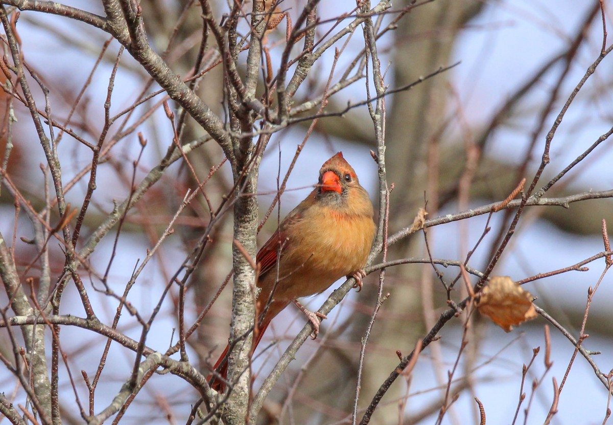 Northern Cardinal - ML642194044