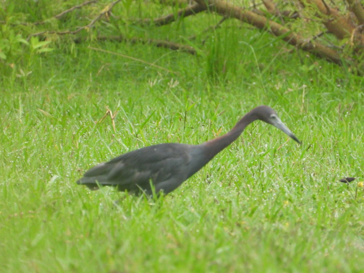 Little Blue Heron - ML642194049