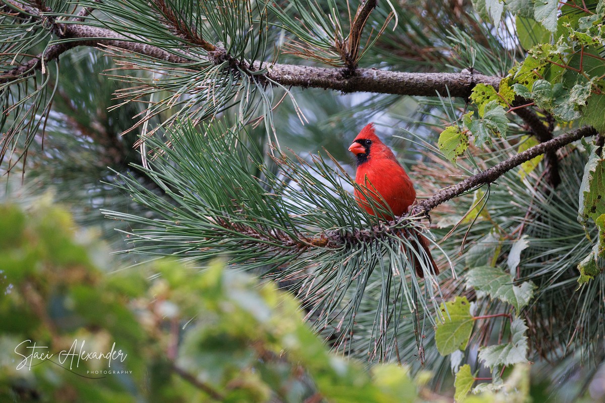 Northern Cardinal - ML642194073