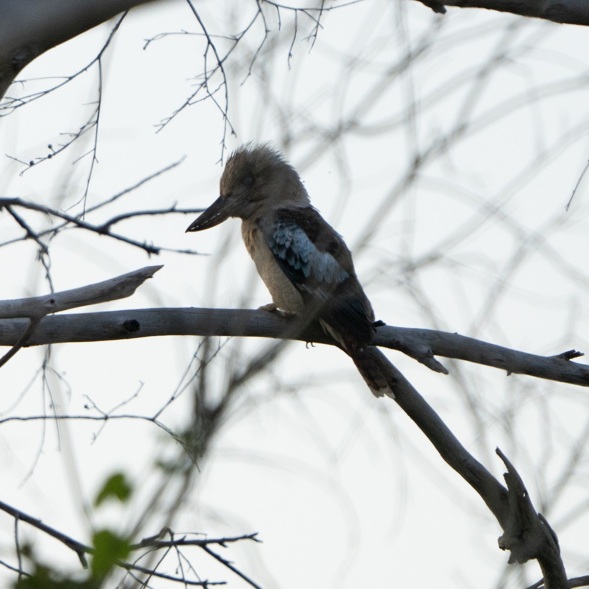 larmekokaburra - ML642194076