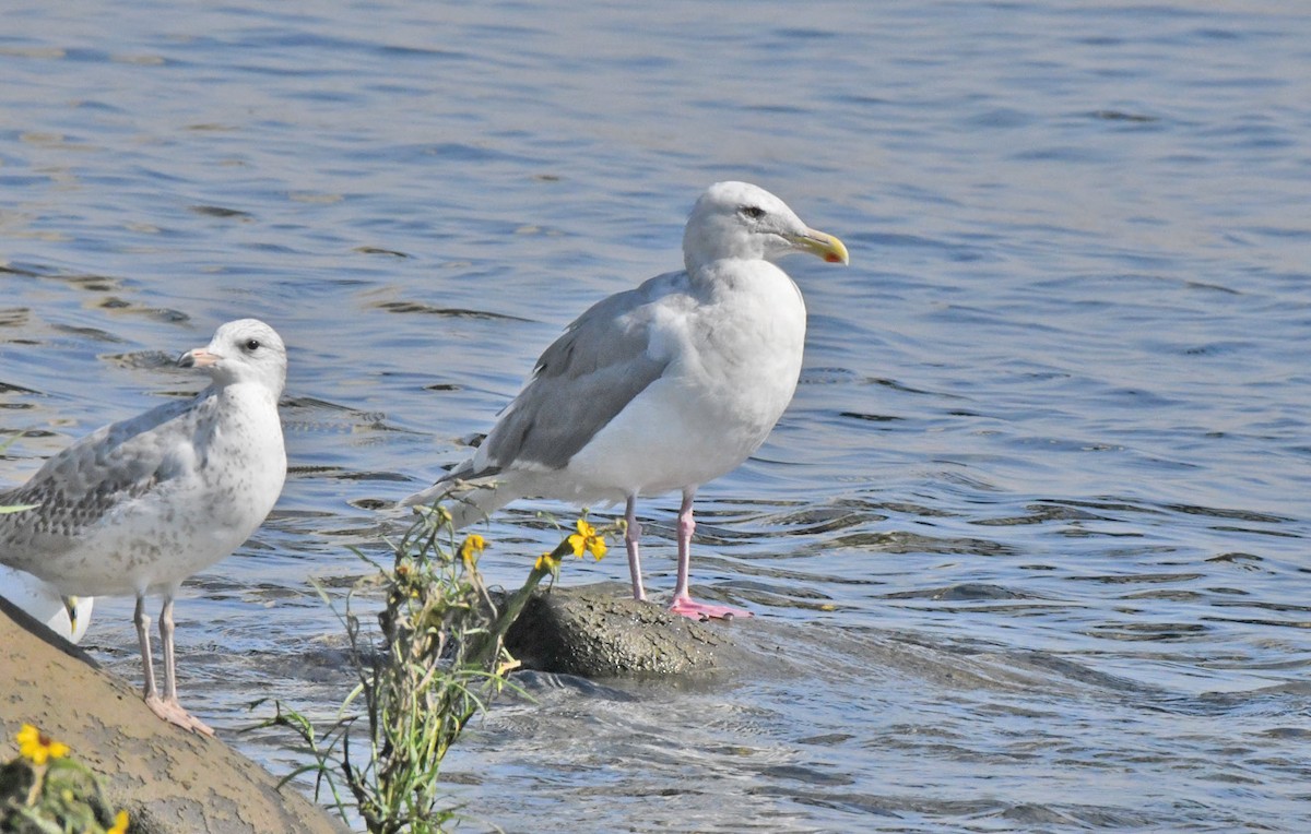 American Herring Gull - ML642194099