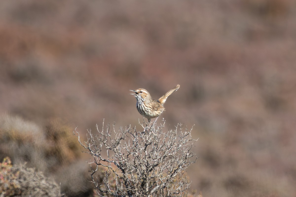 Rufous Fieldwren - ML642194101
