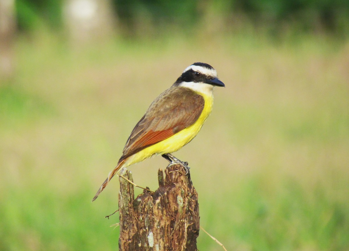Great Kiskadee - ML642194102