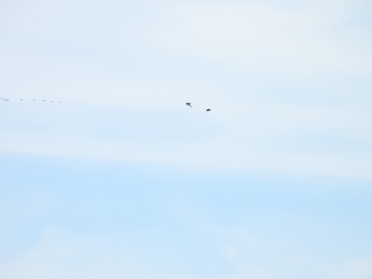 American Golden-Plover - ML642194164